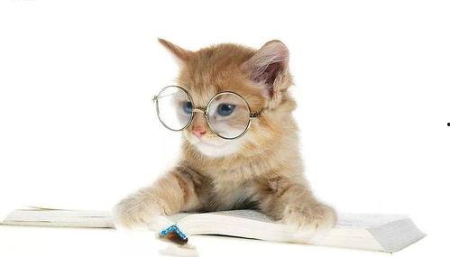 娱乐吃瓜君猫咪,揭秘娱乐圈的萌宠生活